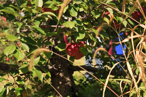 Apples at the Afton Apple Orchard